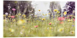 Acrylglasbild Wildblumenwiese