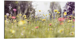 Alubild Wildblumenwiese