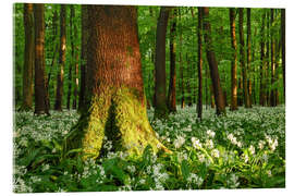 Acrylic print Wild garlic in a light-filled forest in spring, Thuringia - Tobias Richter
