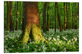 Alubild Bärlauch Blüte im lichtdurchfluteten Wald im Frühling, Thüringen - Tobias Richter