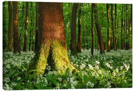 Canvas print Wild garlic in a light-filled forest in spring, Thuringia - Tobias Richter