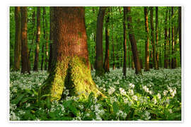 Wandbild Bärlauch Blüte im lichtdurchfluteten Wald im Frühling, Thüringen - Tobias Richter