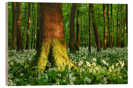 Holzbild Bärlauch Blüte im lichtdurchfluteten Wald im Frühling, Thüringen - Tobias Richter