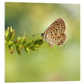 Acrylglasbild Kleiner Wanderbläuling - Atteloi