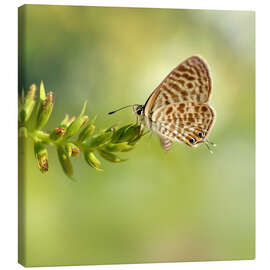 Leinwandbild Kleiner Wanderbläuling - Atteloi