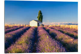 Gallery Print Sommer in der Provence
