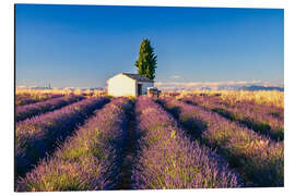 Magnettafel Sommer in der Provence