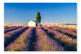 Poster Sommer in der Provence