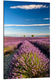 Aluminium print  - Achim Thomae