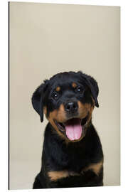 Alubild Portrait eines Rottweiler Welpen - Heidi Bollich