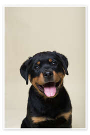 Wandbild Portrait eines Rottweiler Welpen - Heidi Bollich