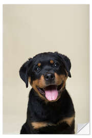 Wandsticker Portrait eines Rottweiler Welpen - Heidi Bollich
