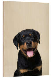 Holzbild Portrait eines Rottweiler Welpen - Heidi Bollich