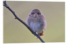 Acrylglasbild Jünger Neuntöter - Bernhard Kaiser