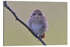 Aluminium print Younger Red-backed Shrike - Bernhard Kaiser