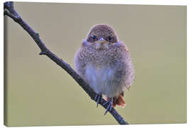 Leinwandbild Jünger Neuntöter - Bernhard Kaiser