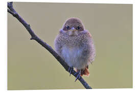 Hartschaumbild Jünger Neuntöter - Bernhard Kaiser