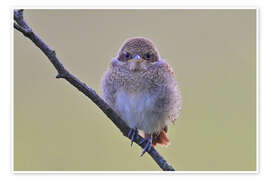 Wandbild Jünger Neuntöter - Bernhard Kaiser