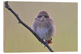 Holzbild Jünger Neuntöter - Bernhard Kaiser