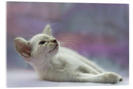 Acrylglasbild Liegendes Balinesen Kätzchen - Heidi Bollich