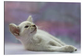 Aluminium print Lying Balinese kitten - Heidi Bollich