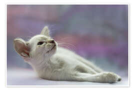 Poster Liegendes Balinesen Kätzchen - Heidi Bollich