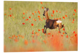 Acrylglasbild Reh im Mohnfeld - Moqui, Daniela Beyer