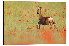 Alubild Reh im Mohnfeld - Moqui, Daniela Beyer