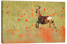 Leinwandbild Reh im Mohnfeld - Moqui, Daniela Beyer