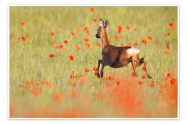 Wandbild Reh im Mohnfeld - Moqui, Daniela Beyer