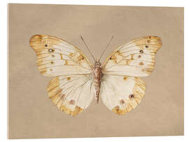 Acrylglasbild Vintage Schmetterling - TAlex