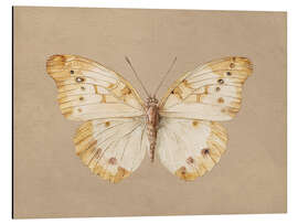 Alubild Vintage Schmetterling - TAlex