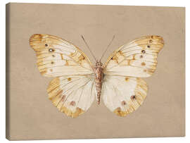 Leinwandbild Vintage Schmetterling - TAlex