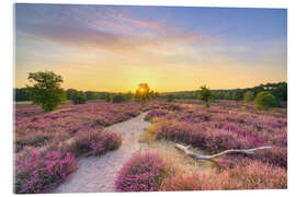 Acrylglasbild Sommerabend in der blühenden Heide