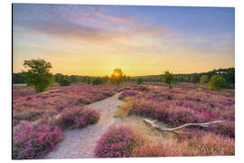 Alubild Sommerabend in der blühenden Heide