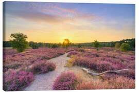 Leinwandbild Sommerabend in der blühenden Heide