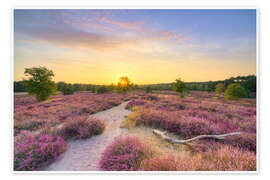 Poster Sommerabend in der blühenden Heide