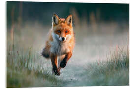 Acrylglasbild Rotfuchs rennt durch die Wiese im Morgenlicht - Christian Müringer