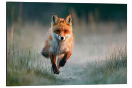 Alubild Rotfuchs rennt durch die Wiese im Morgenlicht - Christian Müringer