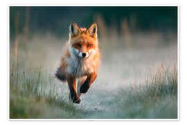 Poster Rotfuchs rennt durch die Wiese im Morgenlicht - Christian Müringer