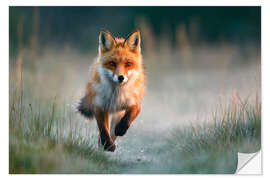 Wandsticker Rotfuchs rennt durch die Wiese im Morgenlicht - Christian Müringer
