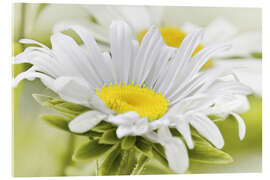 Acrylglasbild Weiße Margerite