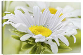 Leinwandbild Weiße Margerite