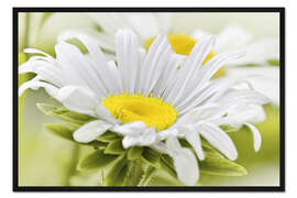 Gerahmter Kunstdruck Weiße Margerite