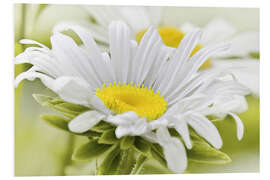 Hartschaumbild Weiße Margerite