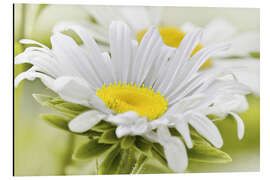 Magnettafel Weiße Margerite