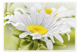 Poster Weiße Margerite