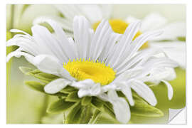 Wandsticker Weiße Margerite