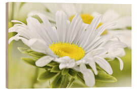 Holzbild Weiße Margerite
