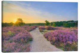 Leinwandbild Abends in der blühenden Heide - Michael Valjak